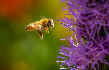 Honeybee in flight approaching purple thistle flower macro nature photography close up pollination shot vibrant garden bokeh wildlife insect photo environmental conservation art beautiful summer scene © WCPW PHOTOGRAPHY