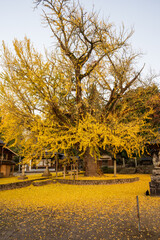 日本の鳥取県のとても美しい秋の風景