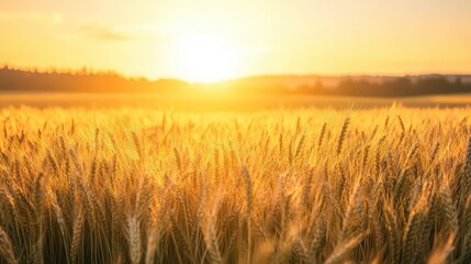 Obraz premium Golden wheat field bathed in the warm glow of a beautiful sunset, symbolizing harvest and natural beauty