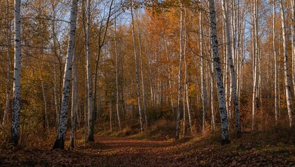 Fototapeta premium White birch trees in a vibrant autumn forest, seasonal change