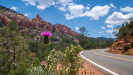 Thistle growing alongside a roadway at Cedar Breaks National Park in Utah, seasonal change