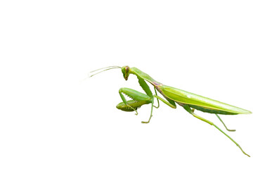 緑色のカマキリ