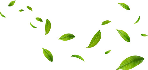 Green Floating Leaves