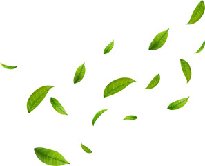 Naklejka premium Green Floating Leaves