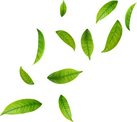 Green Floating Leaves