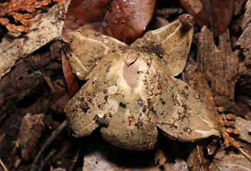林内腐葉土上、水滴に濡れた花のようなデザインのフクロツチガキキノコ根茎部（自然下マクロ撮影）