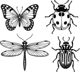 Engraved insect set, detailed butterfly, ladybug, dragonfly, and beetle drawings, entomology nature vector graphic