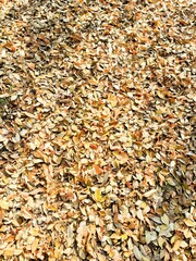 Autumn leaves background
