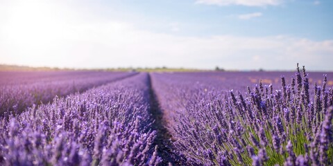 Obraz premium Lavender flowers in bloom set as a floral background for text layout during summer season