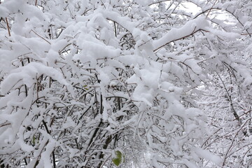 Park trees covered with snow, first snow
