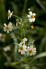 Wild White Daisy Flowers with Yellow Center in Soft Green Background