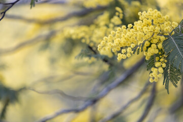 ミモザの花のクローズアップ