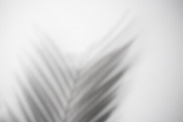 Palm frond shadow cast on white textured surface, minimalist abstract background