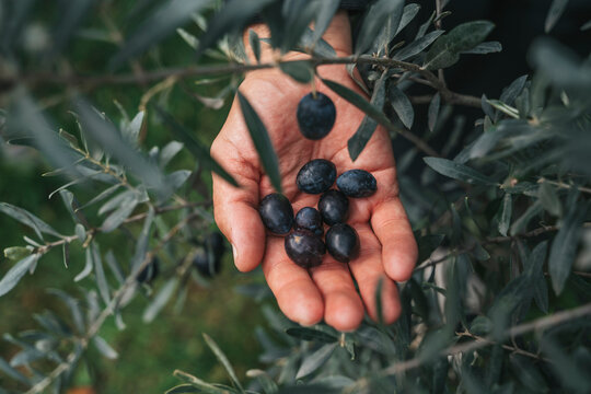 Olive Harvest. Hands Holding Fresh Olives in Grove - Powered by Adobe