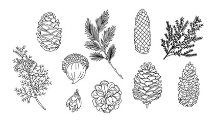 Black and white line art of pinecones, evergreen branches, and acorn winter botanical elements isolated on transparent background, perfect for nature and seasonal designs. © Creative_Juice_Art