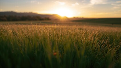 Blurry grass in a pasture during summer, emphasizing natural landscape conservation