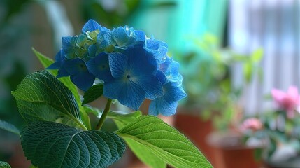 Vibrant blue flower head displays intricate petals and large green leaves in soft lighting