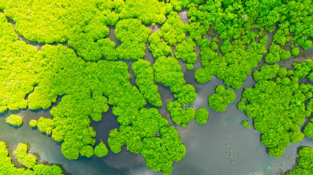 Aerial view of a vibrant green mangrove forest, with winding river channels, near the Daintree River in Australia.