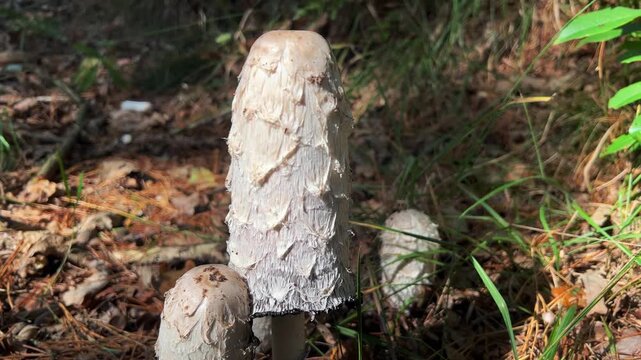 A close-up of a cluster of tall, shaggy white Coprinus comatus Shaggy Mane mushrooms growing on the forest floor, shot in bright sunlight with a blurred background of green and brown debris