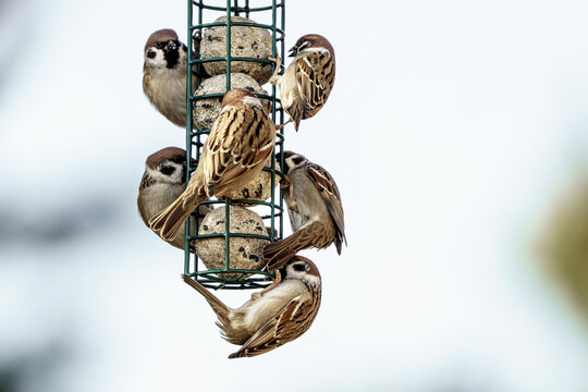 ptaki na karmniku z kulami tłuszczowymi, gł&oacute;wnie mazurki