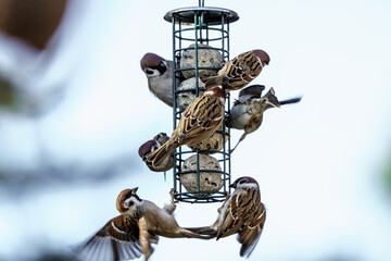 ptaki na karmniku z kulami tłuszczowymi, głównie mazurki