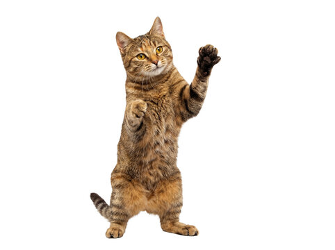 Brown tabby cat standing isolated on hind legs PNG, playful pet animal with paws up on transparent background