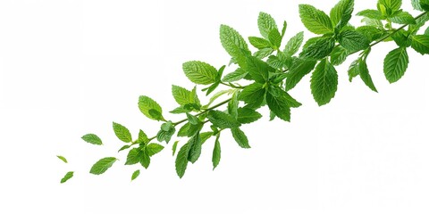 Rubber pencil and ink eraser close-up on white background, emphasizing writing tools for stationery use