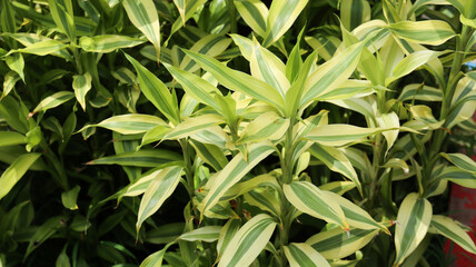  Dracaena reflexa, also known as Song of India. This plant is a popular houseplant native to...
