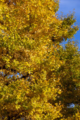 Fototapeta premium 都心散歩 小春日和の浜離宮