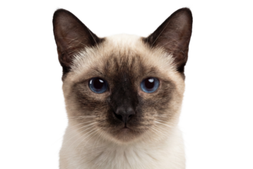 Adorable Siamese cat with blue eyes isolated PNG, a beautiful feline with distinctive color points on transparent background