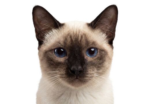 Adorable Siamese cat with blue eyes isolated PNG, a beautiful feline with distinctive color points on transparent background