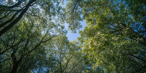 Obraz premium Eucalyptus trees with white bark and green leaves creating a shaded canopy for urban park relaxation, Earth Day