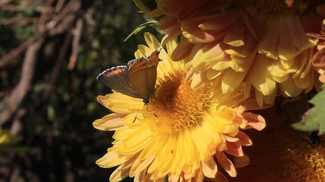Brown Argus or Heliophorus butterfly extracting nectar and pollen from chrysanthemum flowers