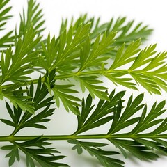 Naklejka premium Fresh Green Carrot Leaves on a White Background Close Up