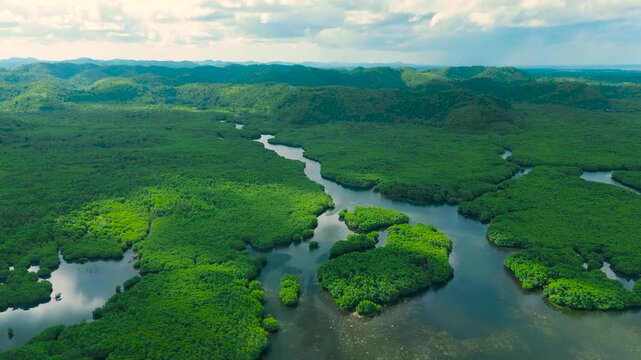 Aerial drone view of the vibrant green flooded Amazonia forest islands forming the Anavilhanas archipelago in the Negro River, Amazonas, Brazil.