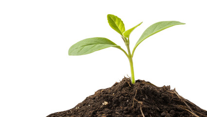 New plant sprouting from rich soil with green leaves isolated on transparent background
