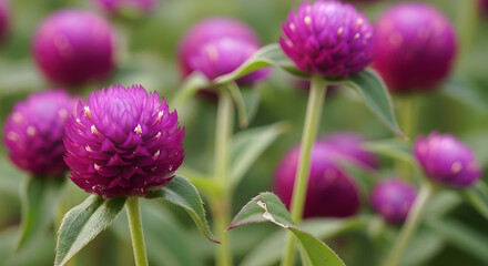 Vibrant purple globe amaranth flowers, gomphrena globosa, showcasing their unique spherical blooms in a lush green garden