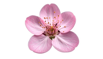 A delicate, isolated pink blossom with detailed petals and visible stamens against black