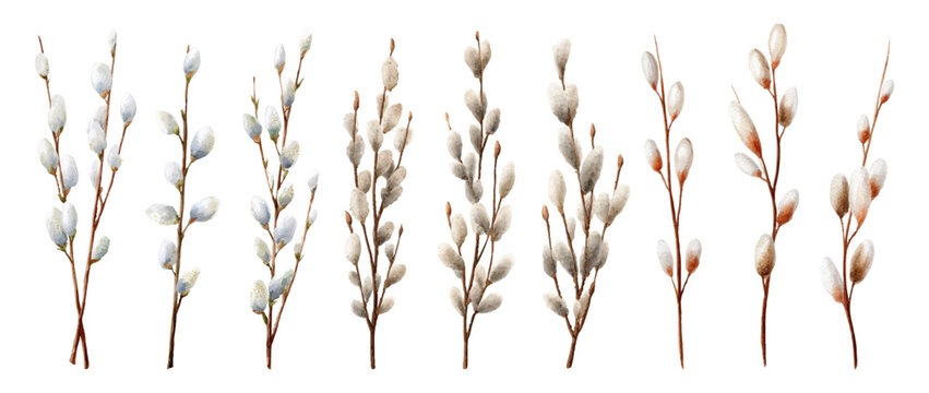 Spring willow set with pussy catkins. Watercolor Easter branches featuring brown twigs, delicate flowers. Spring symbols of Easter.Vector illustration.