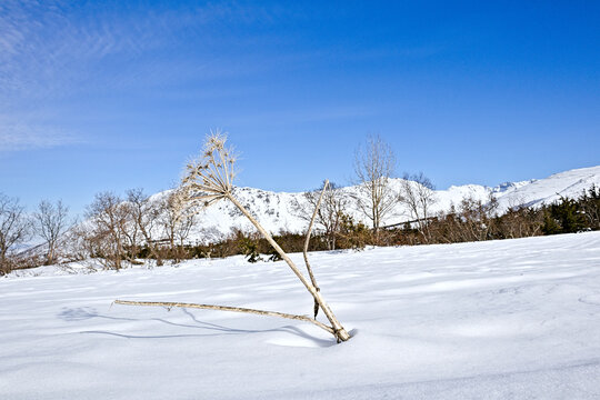 A lone dried plant stands in a snow-covered field beneath the Chugach Mountains, with bare winter trees and a bright blue sky creating a calm, open landscape. - Powered by Adobe