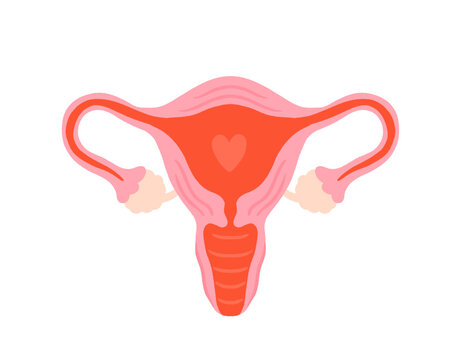 Uterus Illustration with Heart Symbol. Semi Realistic cartoon Female Reproductive System Clipart for Womens Health, Gynecology and Fertility Concepts.