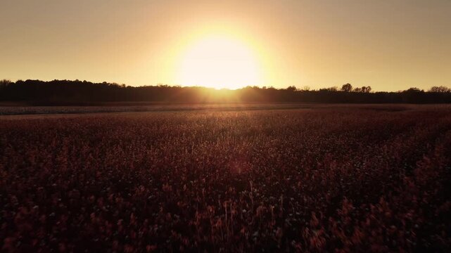  Golden Wheat Field in 4K &ndash; Summer Countryside Drone Footage 