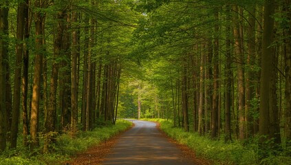 Obraz premium Vertical view of a tree-lined path, highlighting seasonal change