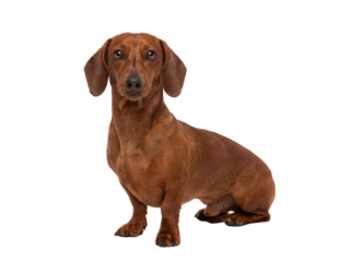 Adorable brown dachshund dog sitting isolated PNG, cute pet with short legs and long body on transparent background