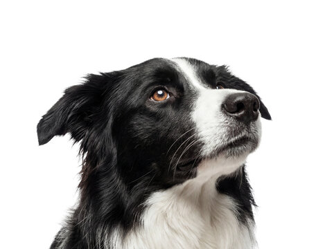 Adorable Border Collie dog PNG isolated on transparent background, black and white fur with brown eyes looking up, cute pet portrait