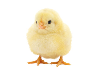 Adorable yellow baby chick isolated PNG, fluffy newborn bird on transparent background, domestic animal for Easter and spring themes