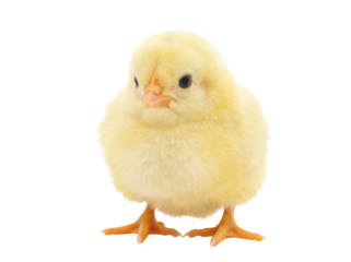 Adorable yellow baby chick isolated PNG, fluffy newborn bird on transparent background, domestic animal for Easter and spring themes