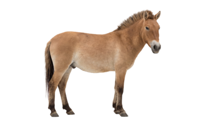 Przewalski s horse PNG isolated on transparent background, wild horse with dun coat and upright mane for wildlife and conservation projects