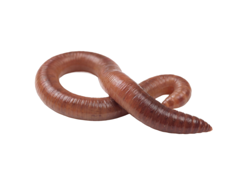 Earthworm isolated PNG on transparent background, brown wriggling annelid worm for biology and fishing bait use, close-up macro