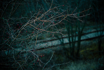 Bare branches with red berries in cold winter atmosphere